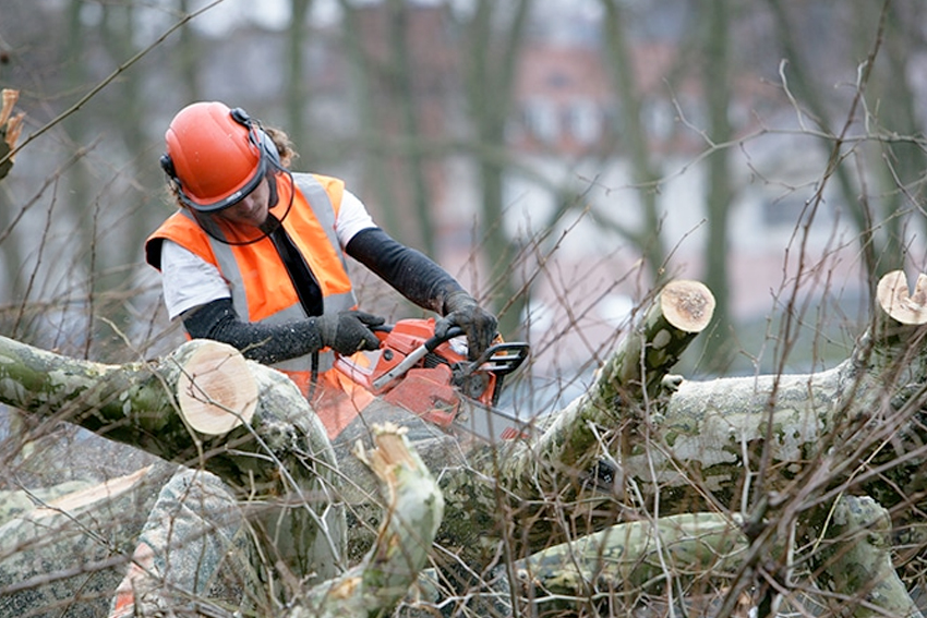 Tree Removal and Trimming