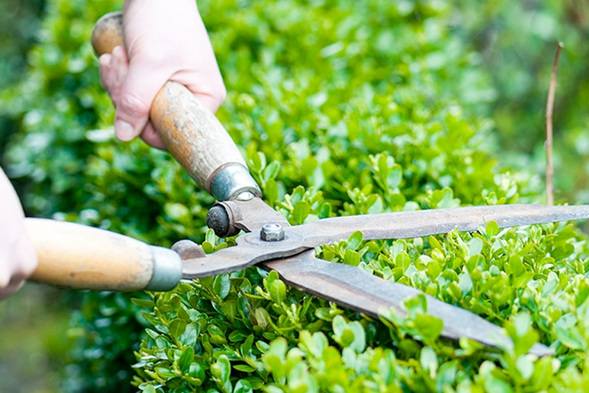 Lawn Care Services